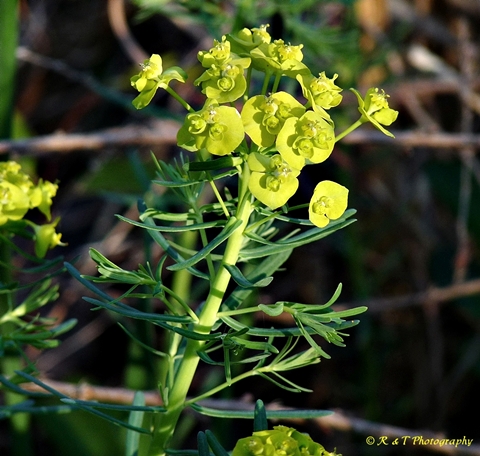 {Euphorbia cyparissias}